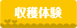 収穫体験